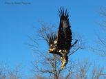 Greta-Pangman-flying-w-credit