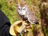Eastern Screech Owl