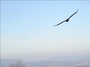 GE in flight