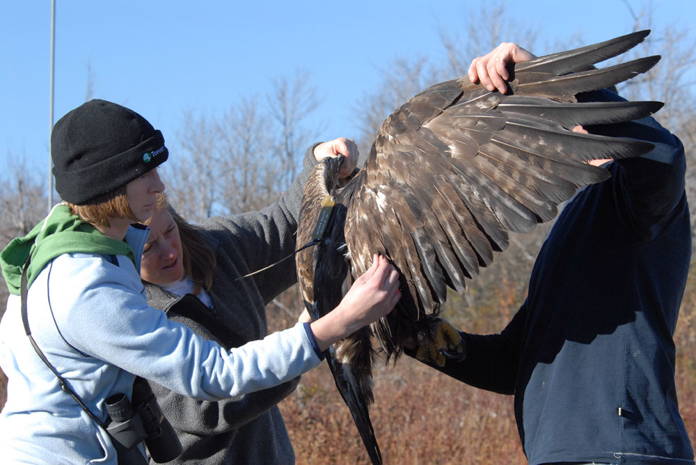 golden eagle bird size