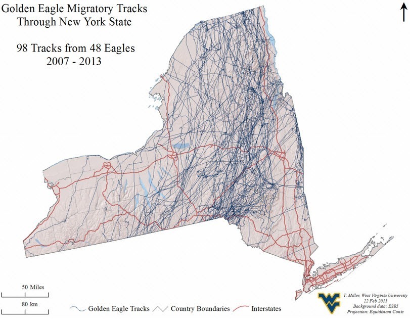 Appalachian Golden Eagle Project Delaware Otsego Audubon