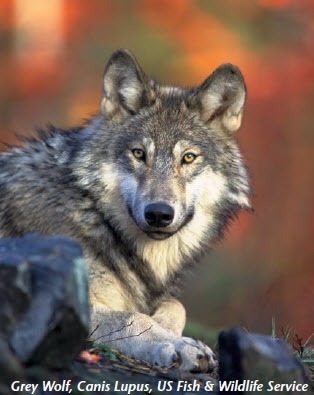 GreyWolf