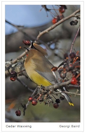 cedar-waxwing_NAS