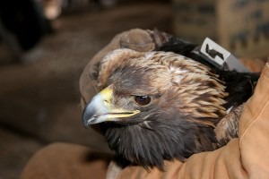 Telemetered Golden Eagle - Photo by Helen McLean