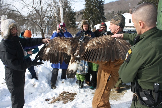 Golden Eagles Delaware Otsego Audubon Society