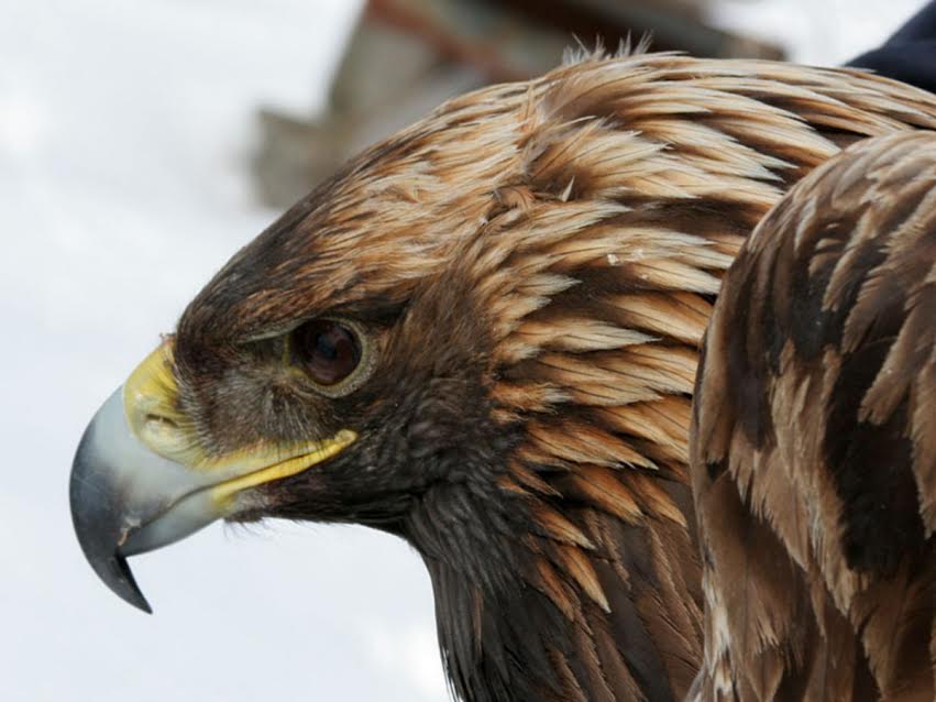 Golden Eagles Delaware Otsego Audubon Society