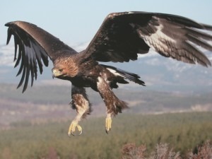 http://images5.fanpop.com/image/photos/29100000/Beautiful-Golden-Eagle-In-Flight-golden-eagles-29183845-1024-768.jpg