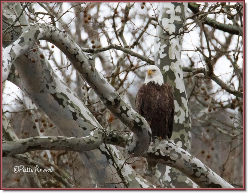 <em><center>Bald eagle, Photo by Patti Kneer.</center></em>