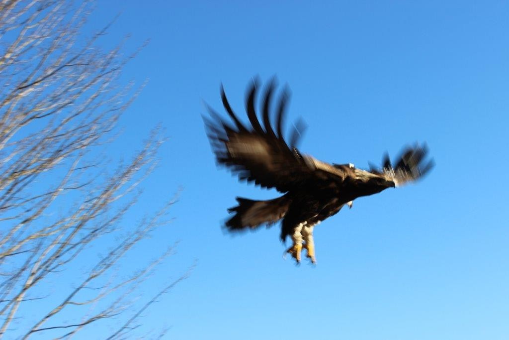 Golden Eagles Delaware Otsego Audubon Society