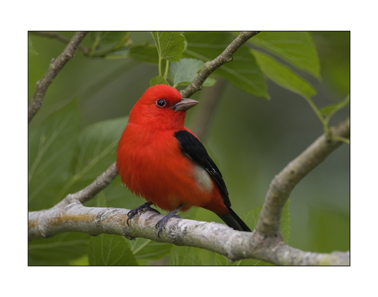 tanager