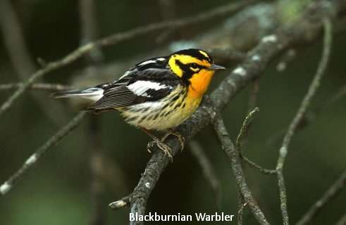 blackburnian