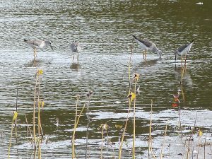 Lesser yellowlegs; Photo by Jennifer Hyypio