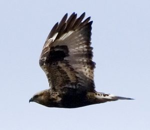 rough-legged-hawk-photo-by-doas