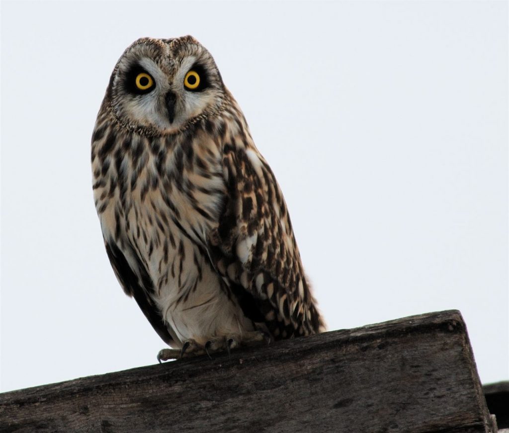 Short-eared owl; Photo by Dave Kiehm, Deaddrift Studios