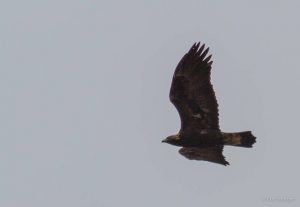Golden Eagle at Franklin Mt. photo by Curt Morgan