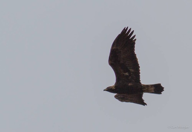 Golden Eagle at Franklin Mt.  photo by Curt Morgan