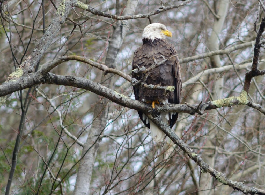 Bald Eagle, Cannonsville NY, Rod Sutton