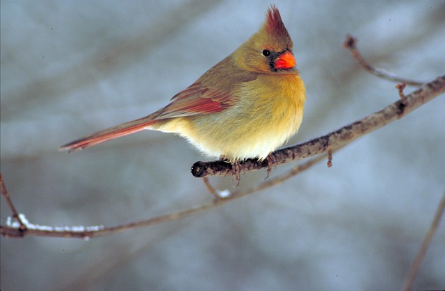 Great Backyard Bird Count Delaware Otsego Audubon Society - 