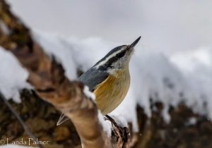Red-breasted nuthatch; Photo by Landa Palmer.