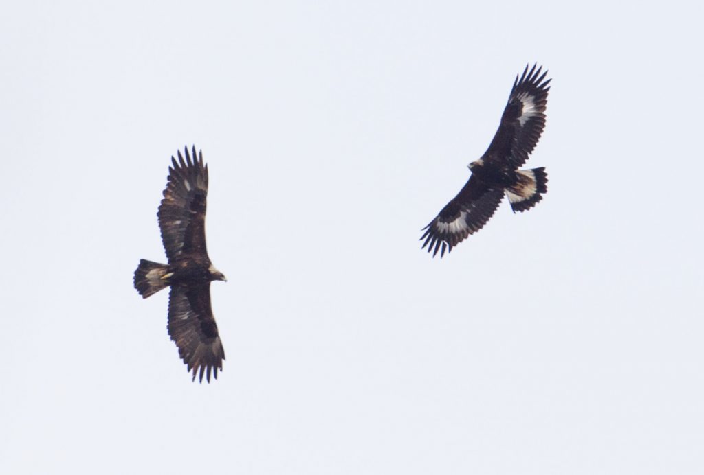 Protecting Golden Eagles