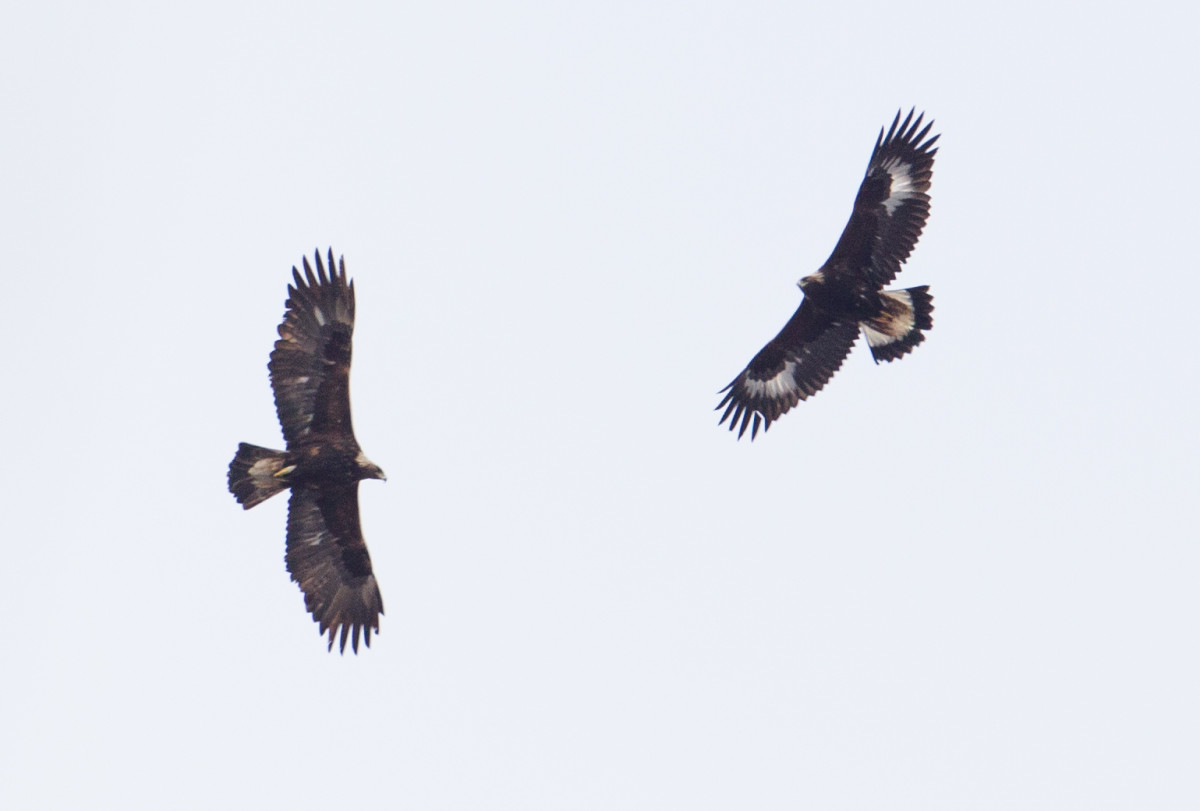 Golden Eagles over Sanford, NY; Photo by Kyle Dudgeon