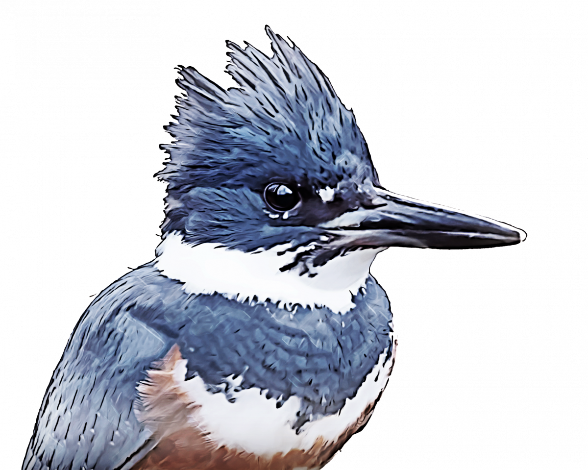 Belted Kingfisher  Audubon Field Guide