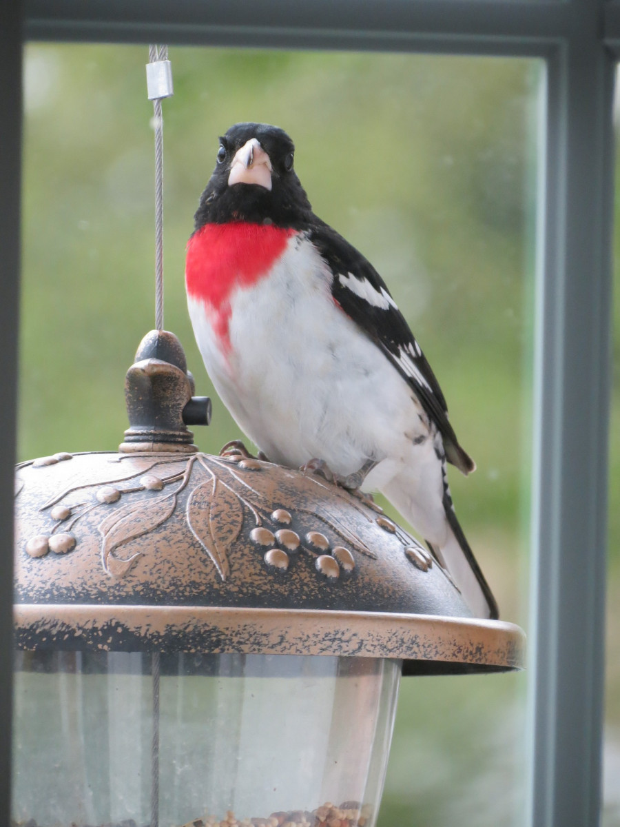 2020 Great Backyard Bird Count - Delaware-Otsego Audubon ...