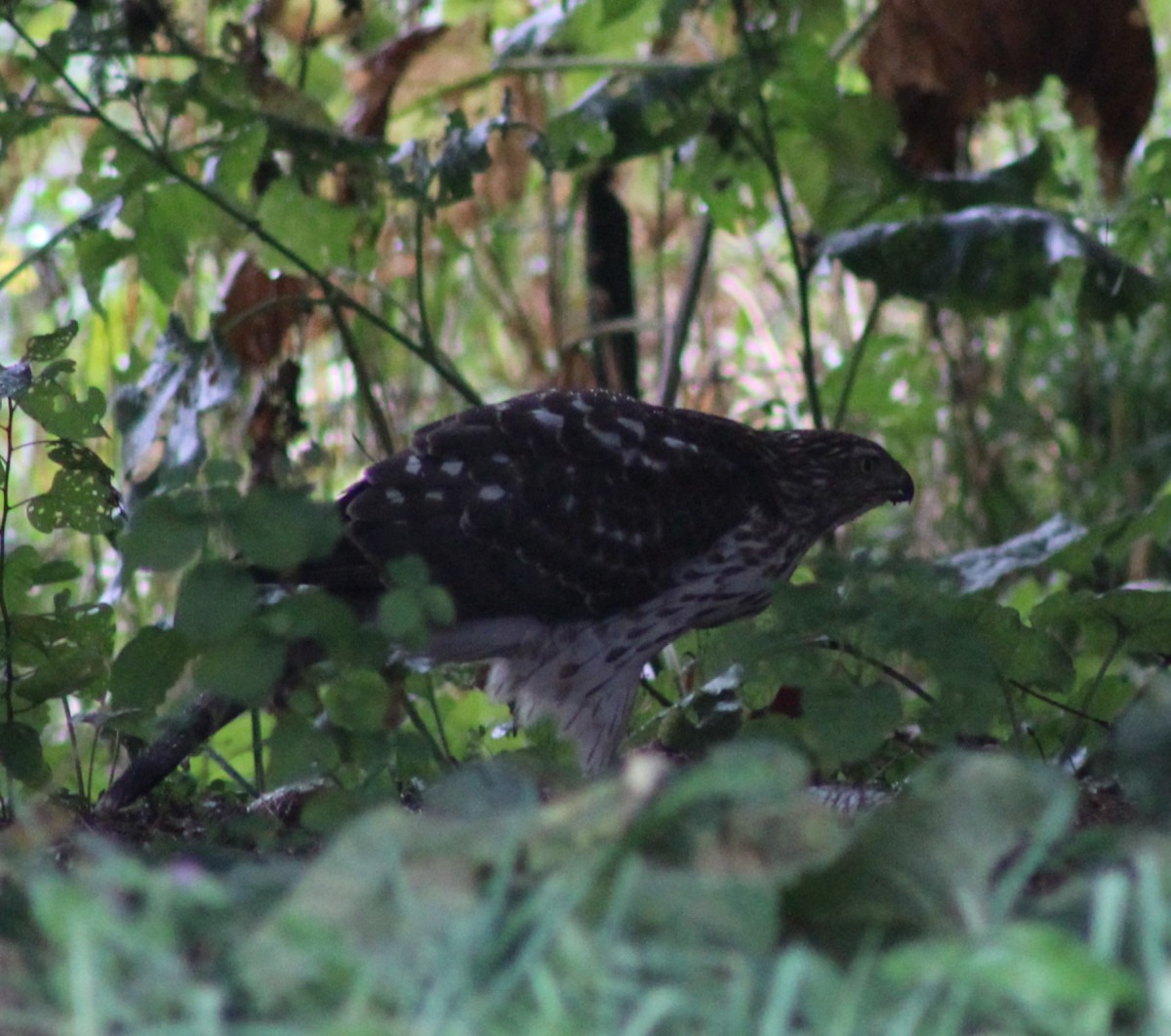 immature male goshawk  3   10.3.19.jpg