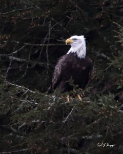 Bald Eagle, Photo by Carl Higgs