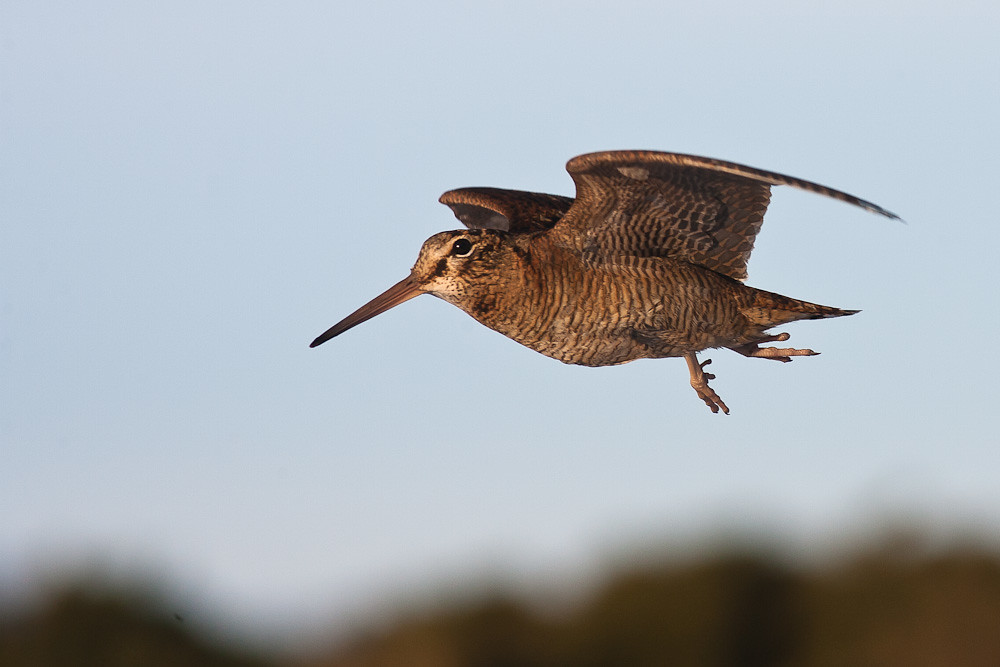 woodcock-Craig_Nash-public-domain.jpg