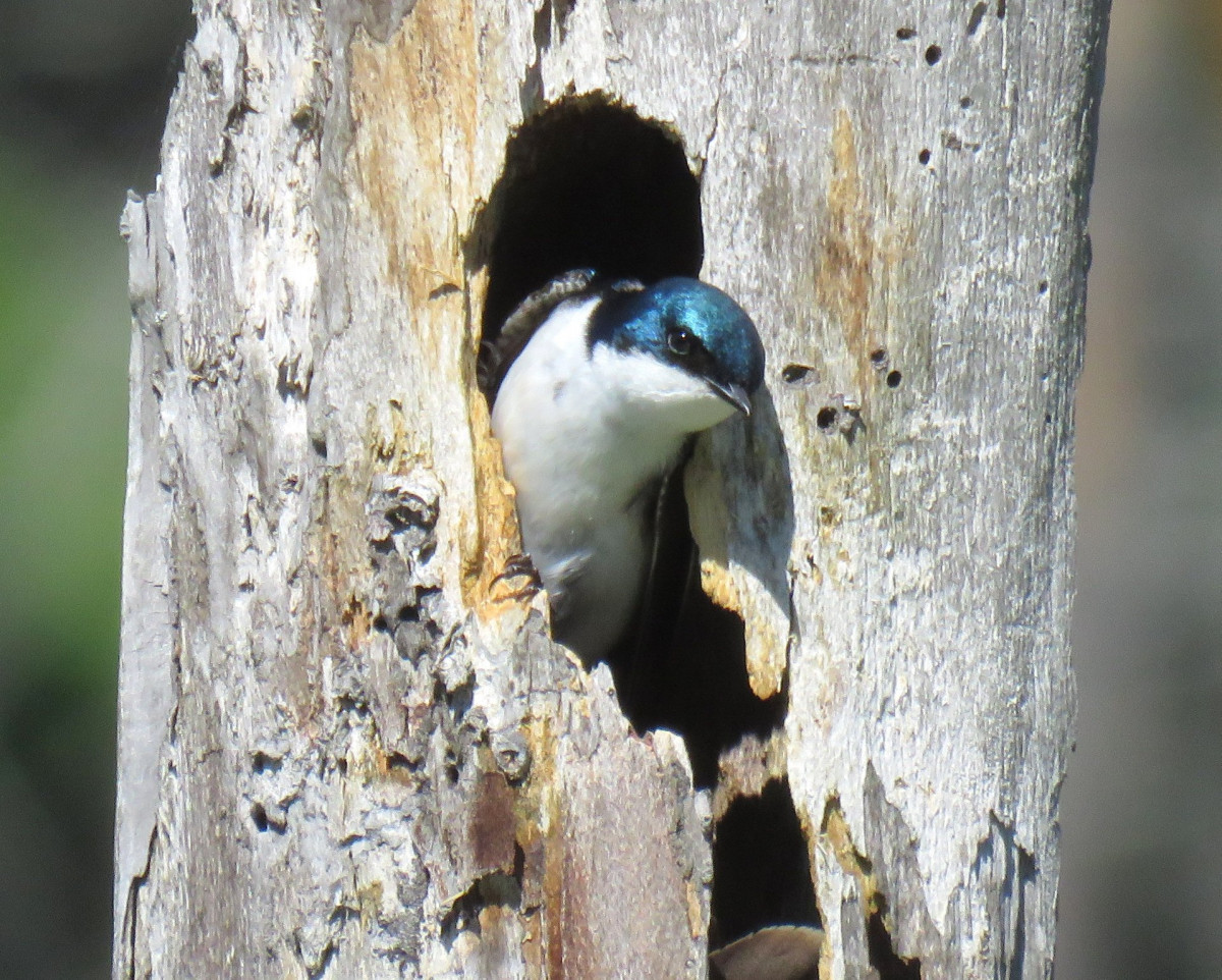 tree swallow - Photo by Rick Bunting