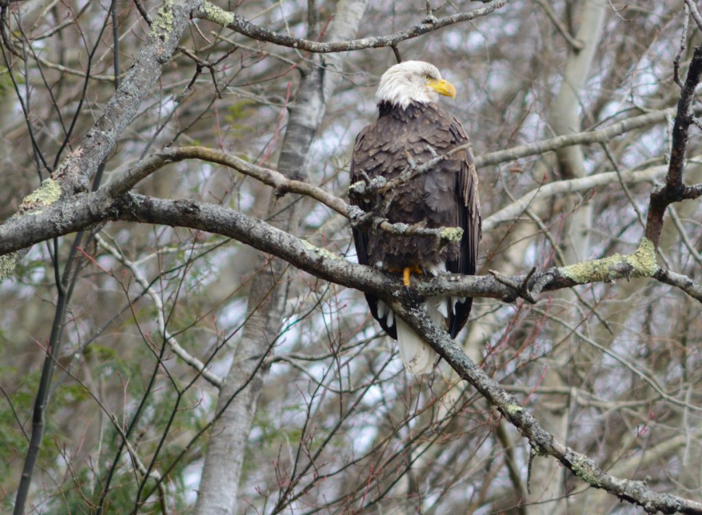 Bald Eagle Cannonsville - Photo by Rod Sutton