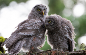 Great gray owlets-Photo by Kyle Dudgeon;