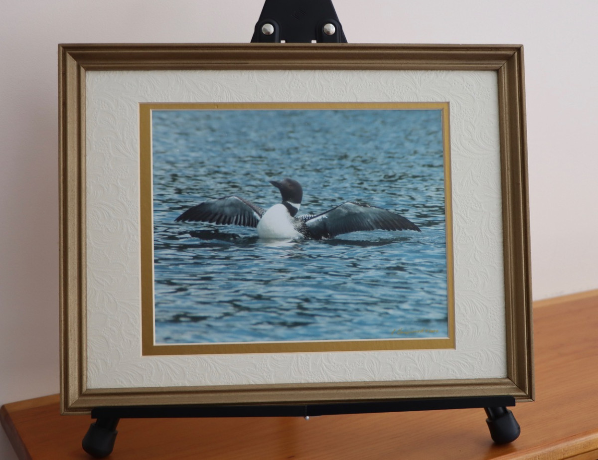 Loon Photo by Sandra M. Ganzevoort, donated by Jane Bachmann, and framed by Sandy Bright.