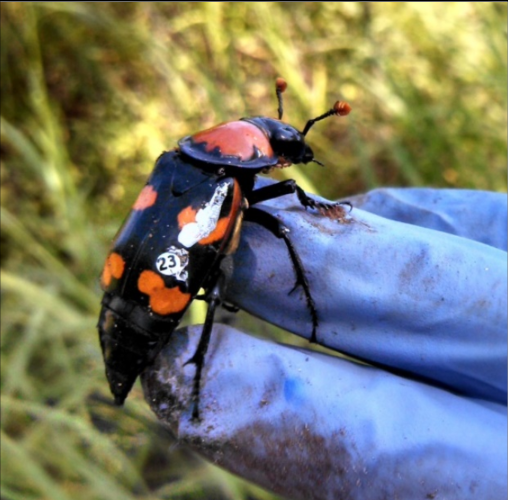 Bringing the endangered American Burying Beetle back to New York ...