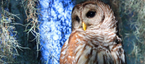 Barred Owl in the evening