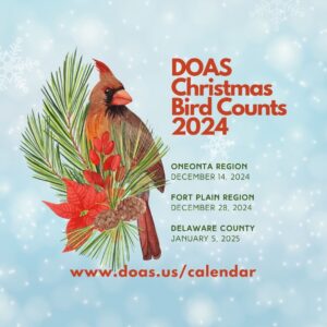 DOAS Christmas Bird Counts 2024 – image of a cardinal on an evergreen branch