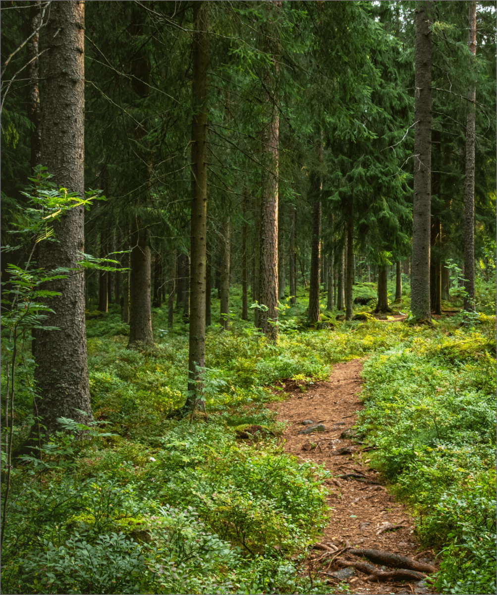 Scenic forest with pine trees