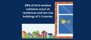 99% of bird-window collisions occur at residences and low-rise buildings of 1–3 stories.