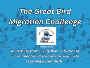 The Great Bird Migration