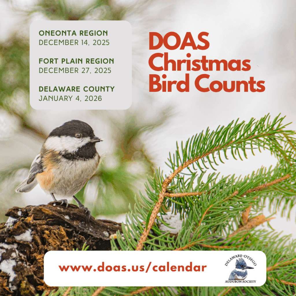 Christmas Bird Counts 2025