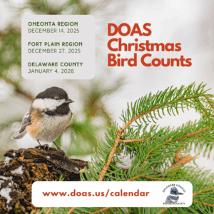 Christmas Bird Counts 2025