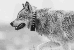 Wolf photo by Kyle Dudgeon