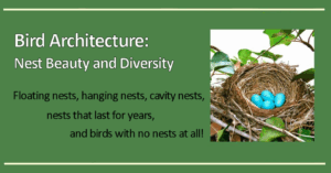 Bird Architecture: Nest Beauty and Diversity