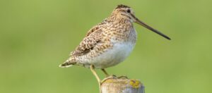 Common Snipe