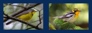 Canada warbler and Blackburnian warbler
