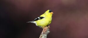 American Goldfinch